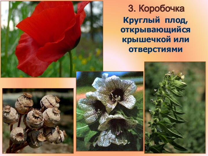 Бочкова И.А.3. Коробочка Круглый плод, открывающийся крышечкой или отверстиями