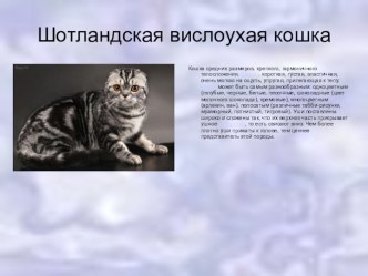 Шотландская вислоухая кошка. Стандарт породы