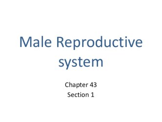 Male reproductive system