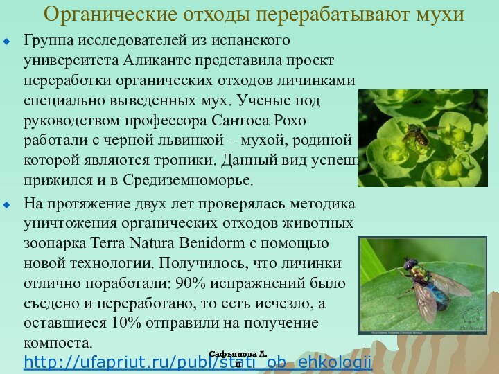 Органические отходы перерабатывают мухи  Группа исследователей из испанского университета Аликанте представила