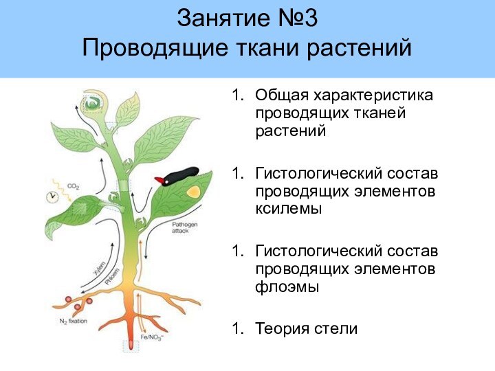 Занятие №3 Проводящие ткани растенийОбщая характеристика проводящих тканей растенийГистологический состав проводящих элементов