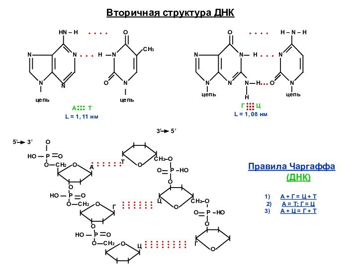 Вторичная структура ДНКNNNNНN – НцепьNNООНСН3NNNNН – N – НNNООНцепьцепьцепьNННА