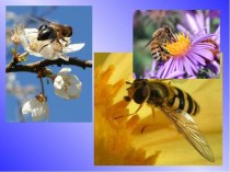 Пчёлы. Строение пчелы