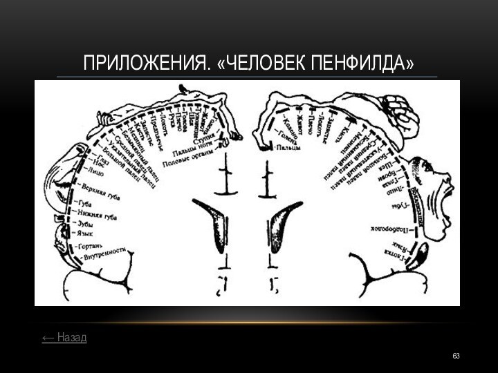 ← НазадПРИЛОЖЕНИЯ. «ЧЕЛОВЕК ПЕНФИЛДА»