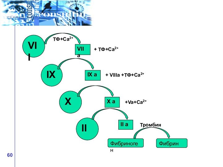 VIIIXXIIVII aIX aX aII aФибриногенФибринТФ+Са2++ ТФ+Са2++ VIIIa +ТФ+Са2++Va+Са2+Тромбин