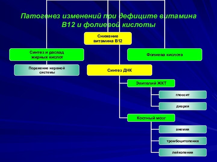 Патогенез изменений при дефиците витамина В12 и фолиевой кислоты