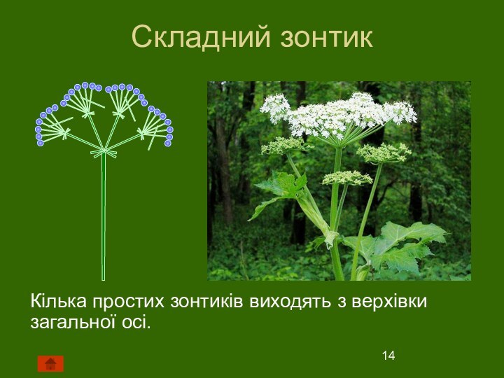 Складний зонтикКілька простих зонтиків виходять з верхівки загальної осі.