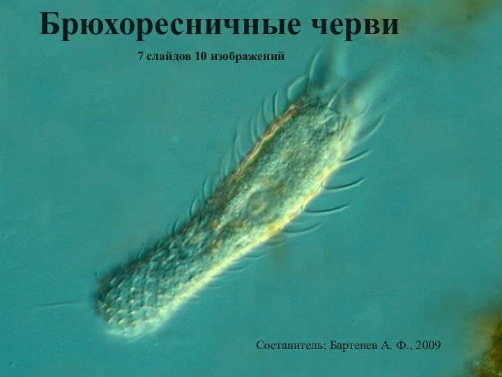 Брюхоресничные червиБрюхоресничные червиСоставитель: Бартенев А. Ф., 20097 слайдов 10 изображений