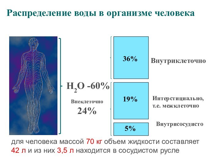 Н2О -60%36%19%5%ВнутриклеточноИнтерстициально, т.е. межклеточноВнутрисосудистоРаспределение воды в организме человекаВнеклеточно   24%для человека