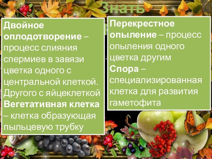 Знать терминыДвойное оплодотворение – процесс слияния спермиев в завязи цветка одного с