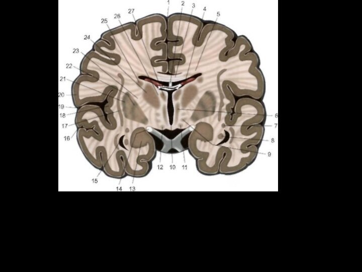 6 — медиальное ядро таламуса; 7 — хвост хвостатого ядра; 8 —