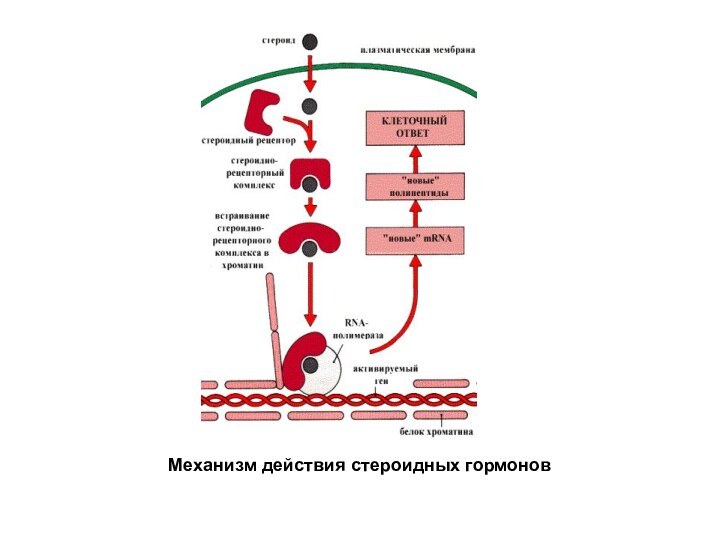 Механизм действия стероидных гормонов