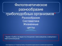 Филогенетическое разнообразие грибоподобных организмов. Разнообразие. Систематика. Жизненные циклы