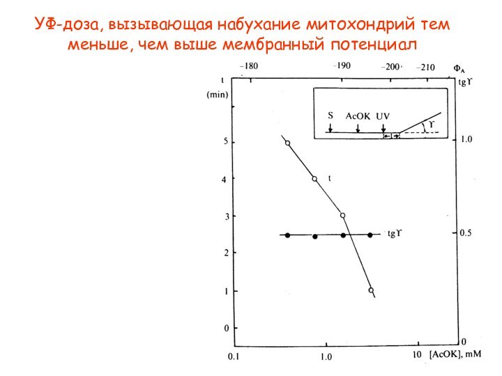 УФ-доза, вызывающая набухание митохондрий тем меньше, чем выше мембранный потенциал