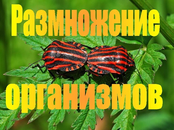 Размножениеорганизмов