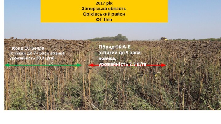 2017 рік Запорізька область Оріхівський районФГ ЛевГібрид OR А-Е(стійкий до 5 раси