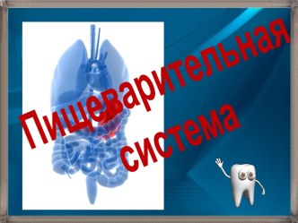 Пищеварительная система