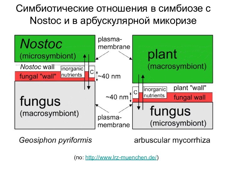 Симбиотические отношения в симбиозе с Nostoc и в арбускулярной микоризе(по: http://www.lrz-muenchen.de/)