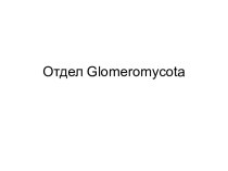 Отдел Glomeromycota