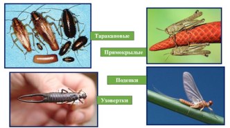 Отряды насекомых: стрекозы, вши, жуки, клопы