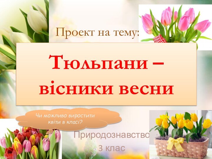 Природознавство 3 класПроект на тему:Чи можливо виростити квіти в класі?Тюльпани – вісники весни