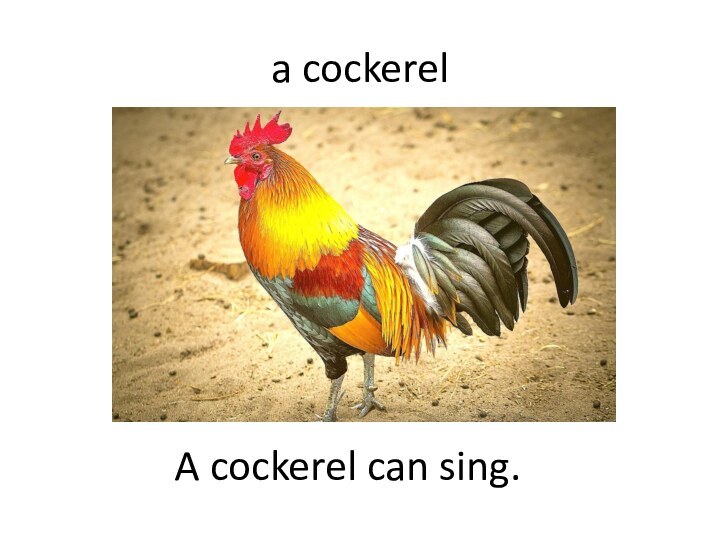 a cockerelA cockerel can sing.