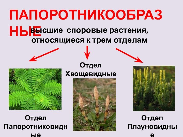 ПАПОРОТНИКООБРАЗНЫЕвысшие споровые растения, относящиеся к трем отделамОтдел ПапоротниковидныеОтдел ХвощевидныеОтдел Плауновидные