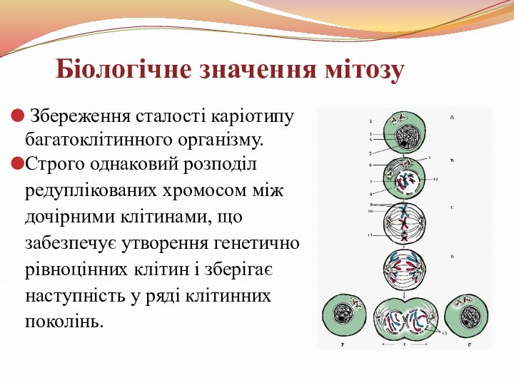 Збереження сталості каріотипу багатоклітинного організму.Строго однаковий розподілредуплікованих хромосом міждочірними клітинами, щозабезпечує