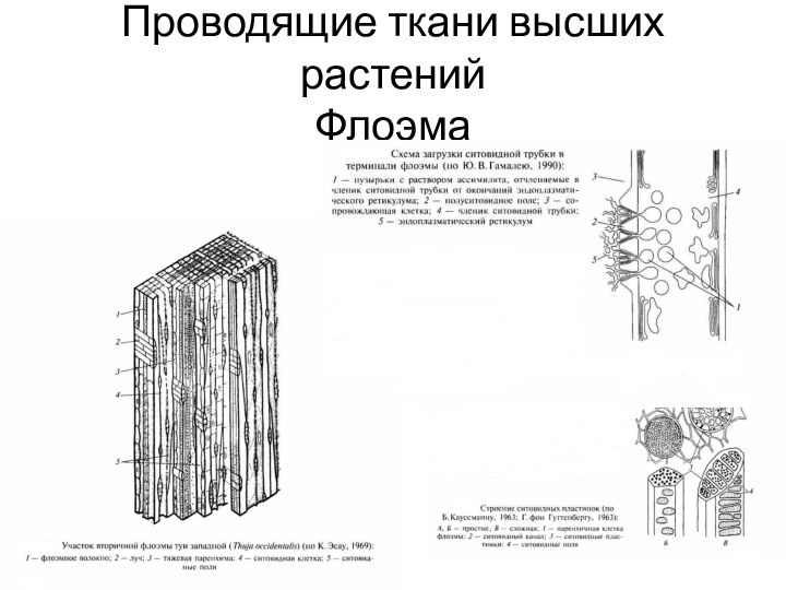 Проводящие ткани высших растений Флоэма