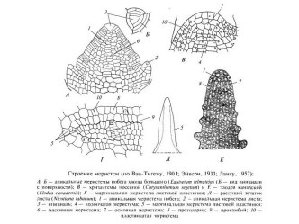 Растительные ткани