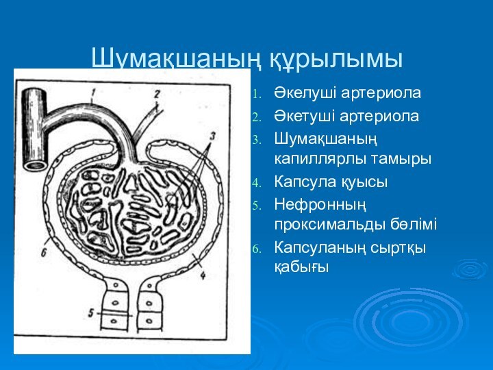 Шумақшаның құрылымыӘкелуші артериолаӘкетуші артериолаШумақшаның капиллярлы тамырыКапсула қуысыНефронның проксимальды бөліміКапсуланың сыртқы қабығы