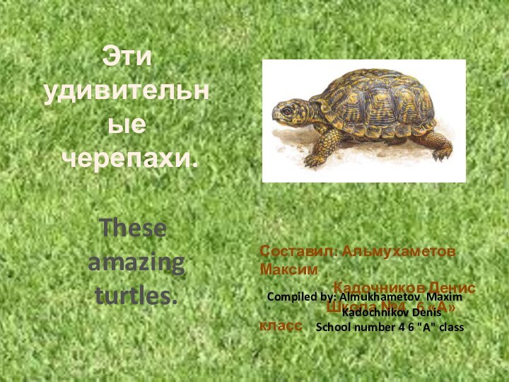 Эти удивительные черепахи.These amazing turtles.Составил: Альмухаметов Максим