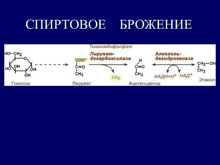 СПИРТОВОЕ  БРОЖЕНИЕ