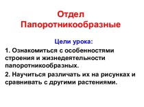 Отдел Папоротникообразные