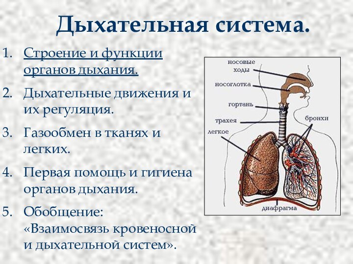 Дыхательная система.Строение и функции органов дыхания.Дыхательные движения и их регуляция.Газообмен в тканях