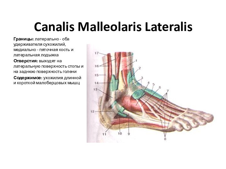 Canalis Malleolaris LateralisГраницы: латерально - оба удерживателя сухожилий, медиально - пяточная кость