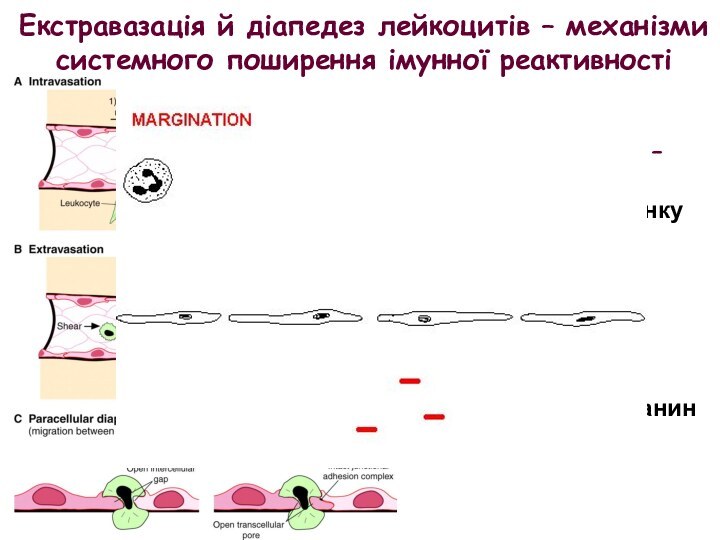 Екстравазація й діапедез лейкоцитів – механізми системного поширення імунної реактивностіЕкстра(інтра)вазація – проникнення