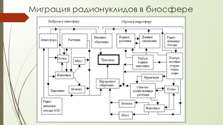 Миграция радионуклидов в биосфере