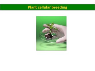 Plant cellular breeding