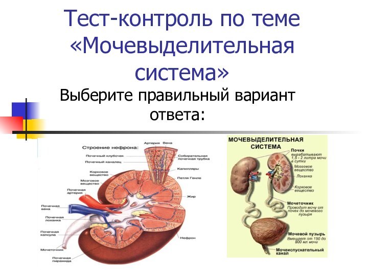 Тест-контроль по теме  «Мочевыделительная система»Выберите правильный вариант ответа: