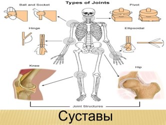 Строение суставов