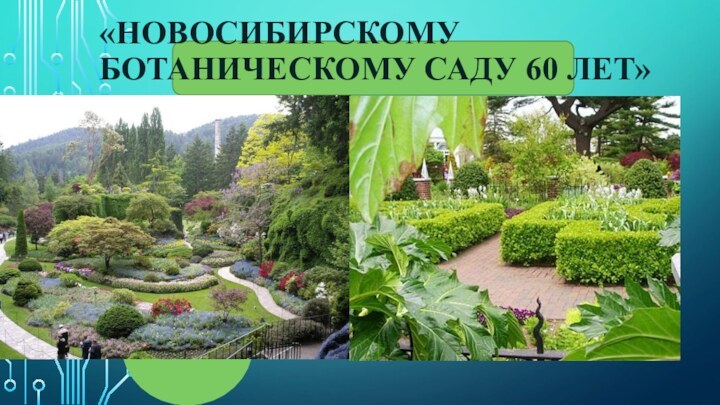 «НОВОСИБИРСКОМУ БОТАНИЧЕСКОМУ САДУ 60 ЛЕТ»