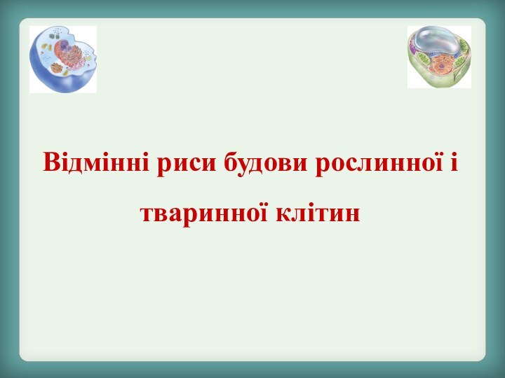 Відмінні риси будови рослинної і тваринної клітин