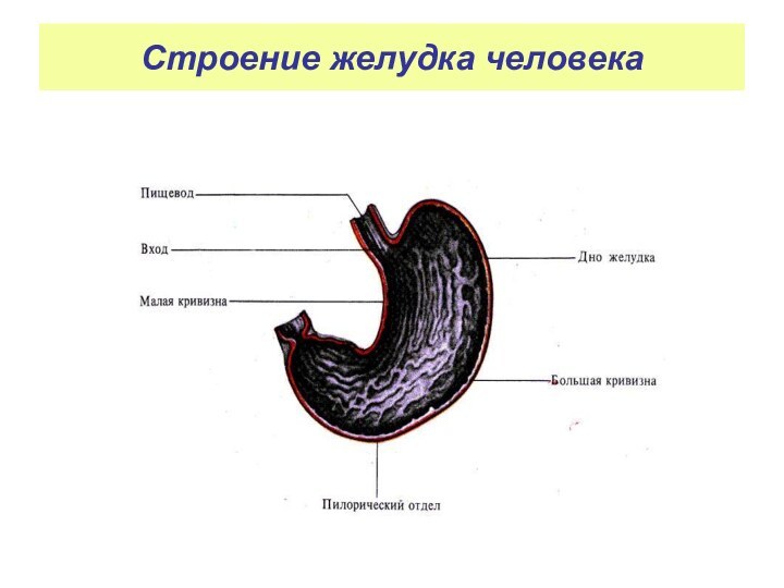 Строение желудка человека