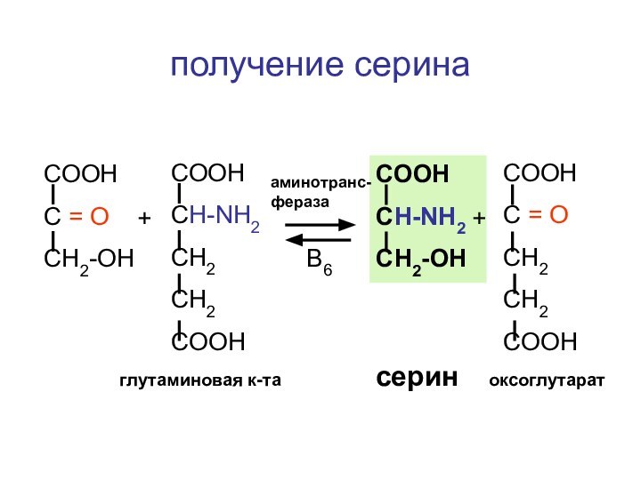 СООНС = ОСН2-ОНСООНСH-NH2CH2CH2COOHСООНСH-NH2СН2-ОНСООНС = OCH2CH2COOH++аминотранс-феразаВ6глутаминовая к-та