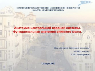 Функциональная анатомия спинного мозга