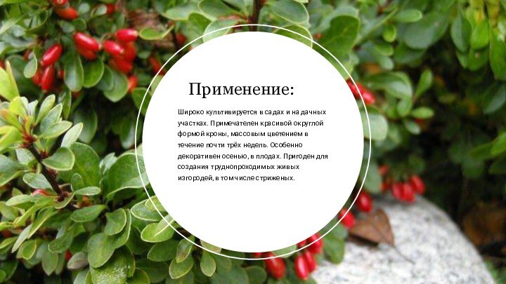 Широко культивируется в садах и на дачных участках. Примечателен красивой округлой формой