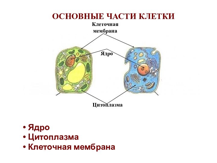 ОСНОВНЫЕ ЧАСТИ КЛЕТКИЯдроЦитоплазмаКлеточная мембранаЦитоплазма Клеточная мембранаЯдро