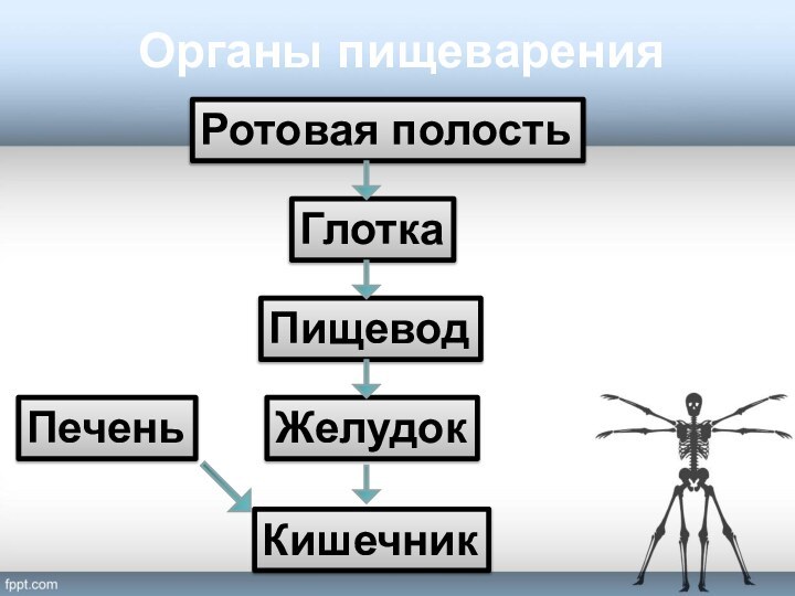 Органы пищеваренияРотовая полостьГлоткаПищеводЖелудокКишечникПечень