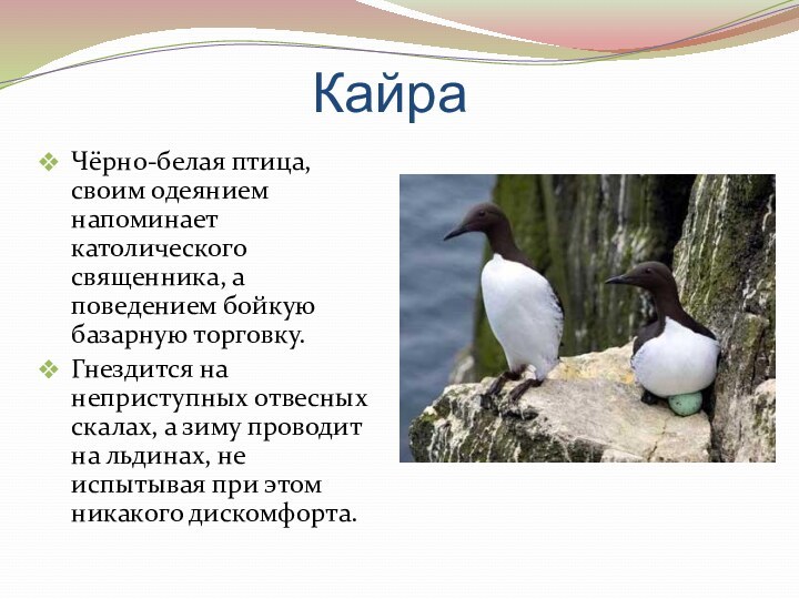 Кайра Чёрно-белая птица, своим одеянием напоминает католического священника, а поведением бойкую базарную